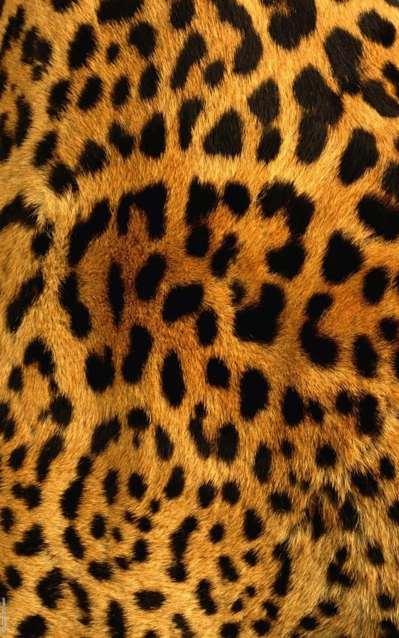 Leopard print tekstur - Leopard print tekstur fin kunstprint Wallpaper