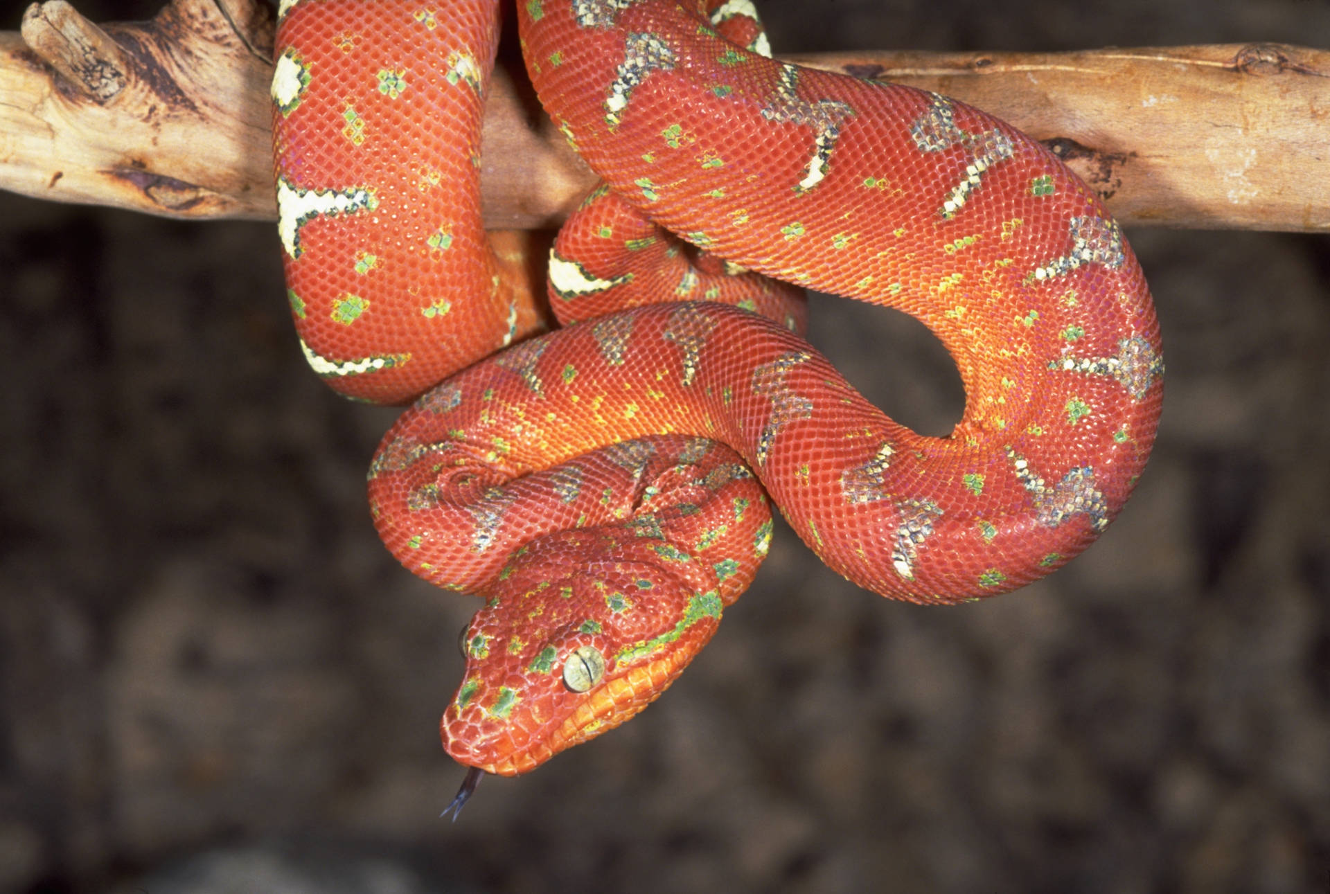 Animal, Snake, Color Wallpaper