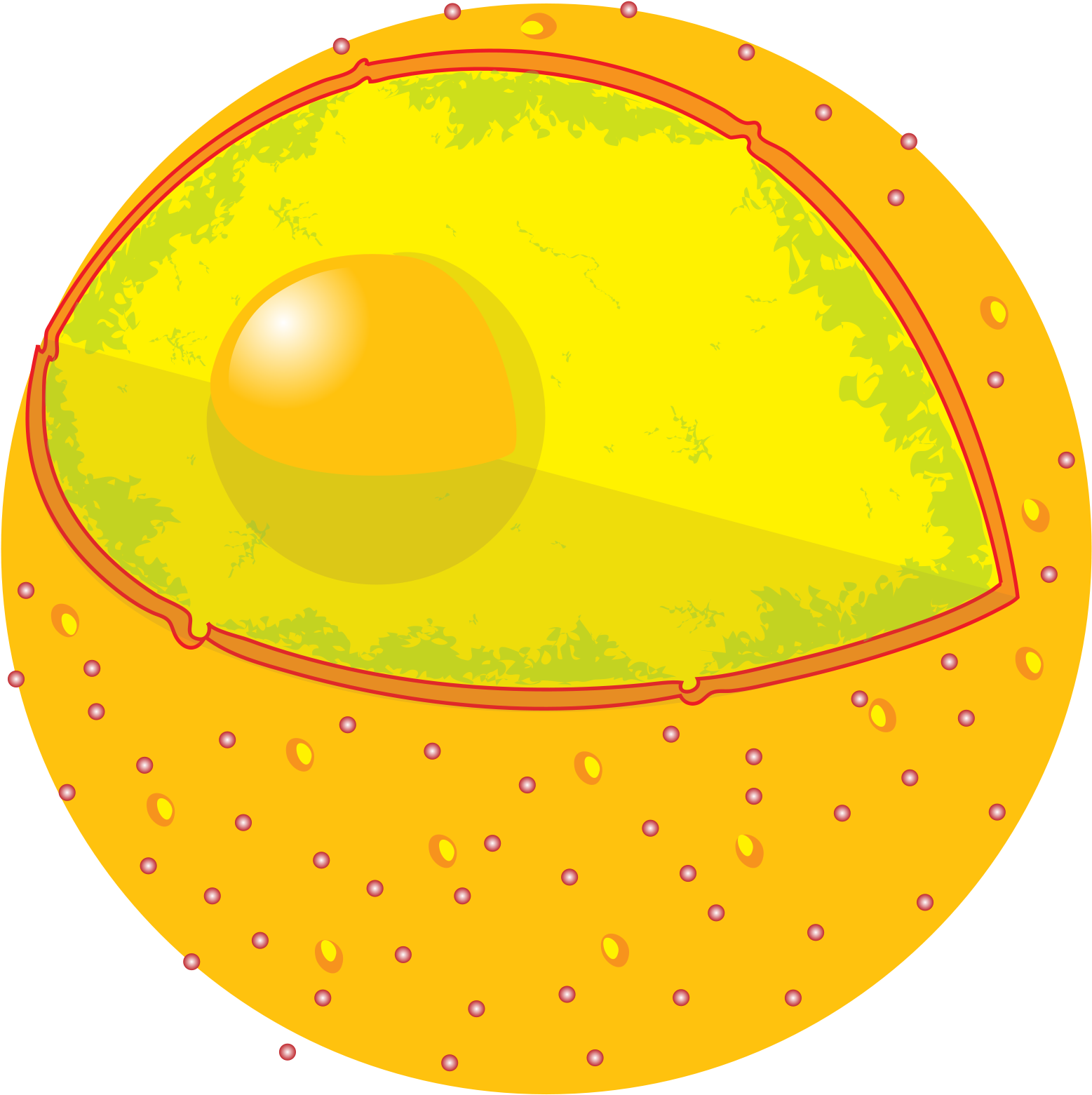 Animal_ Cell_ Structure_ Illustration PNG