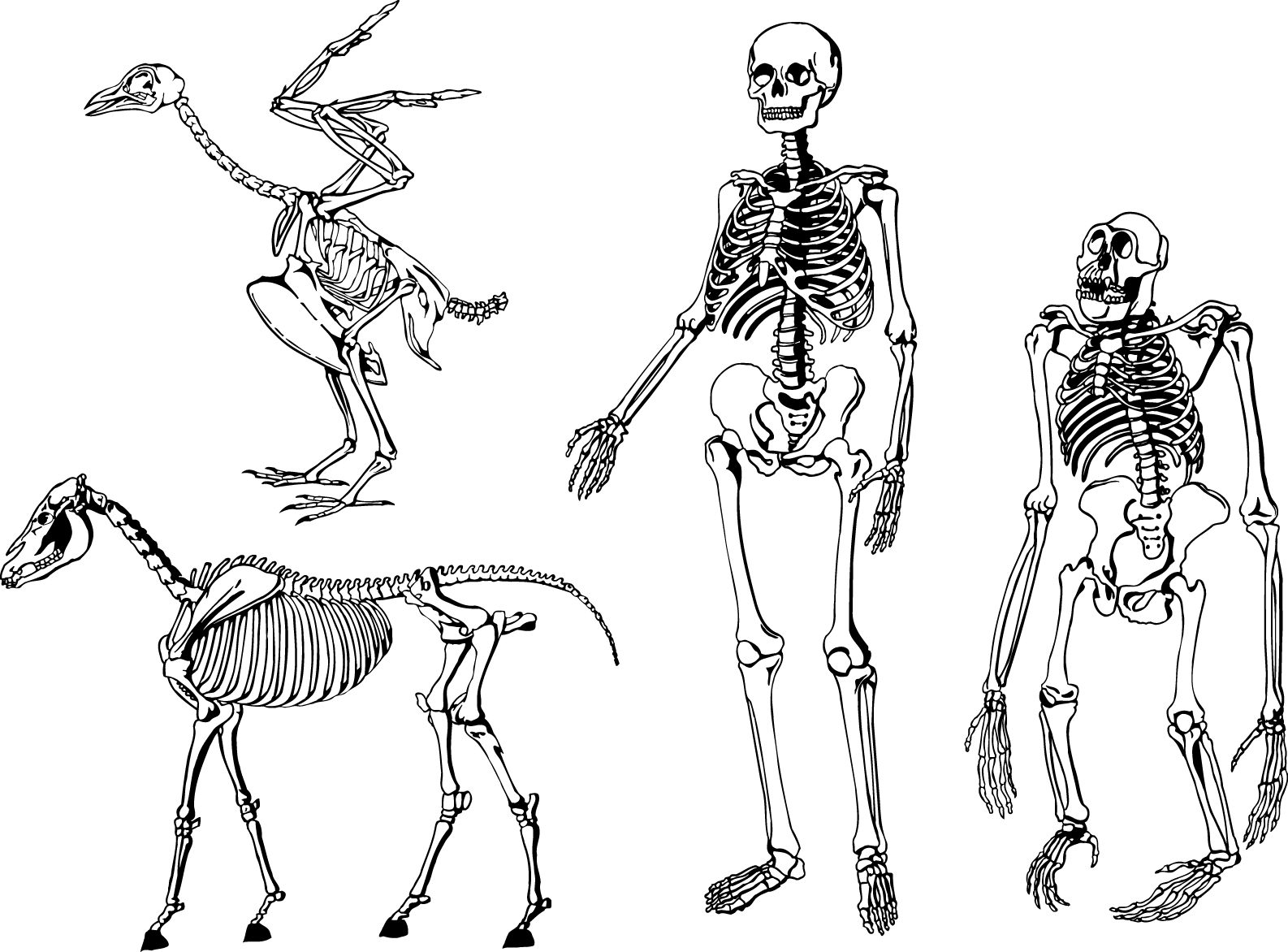 Animaland Human Skeletons Comparison PNG