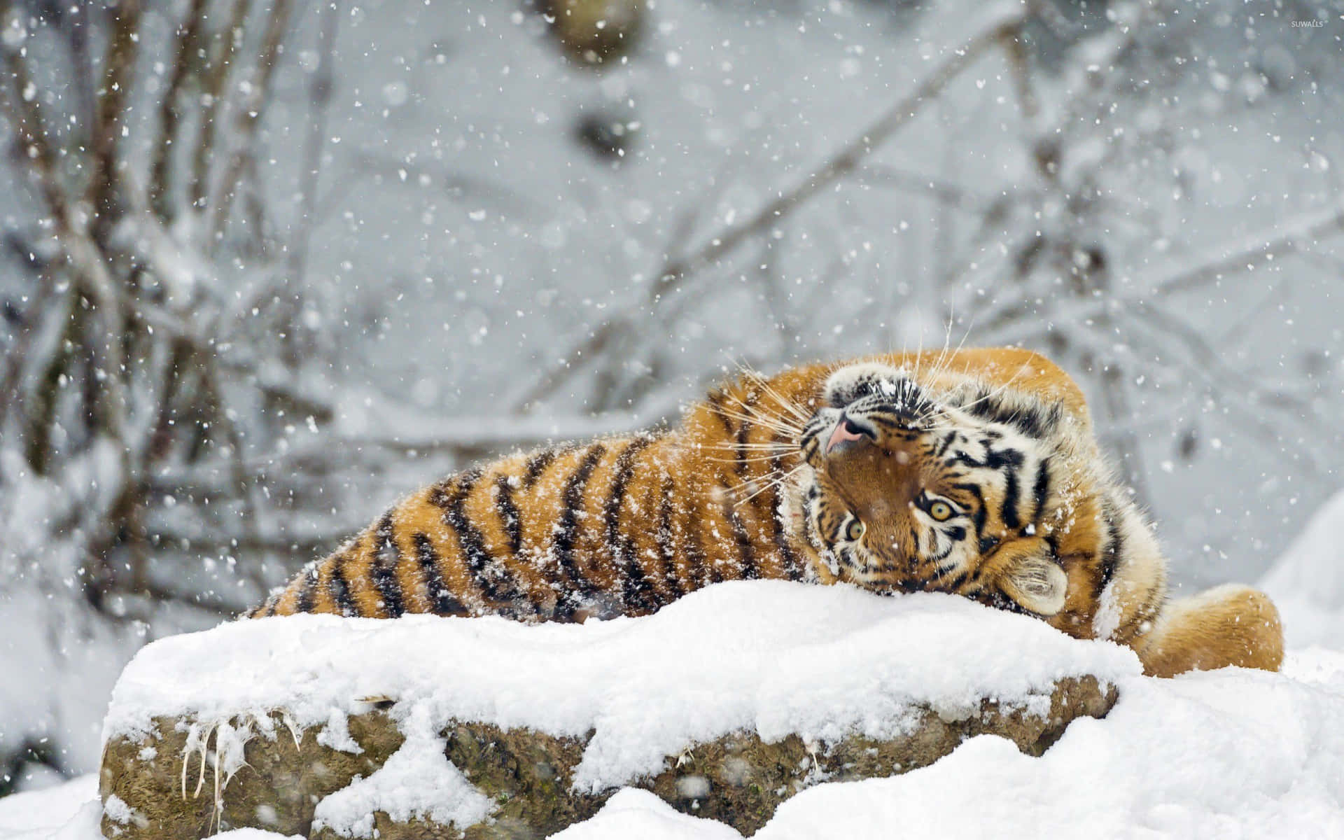 Unmaestoso Alce Che Vaga In Una Radura Coperta Di Neve.