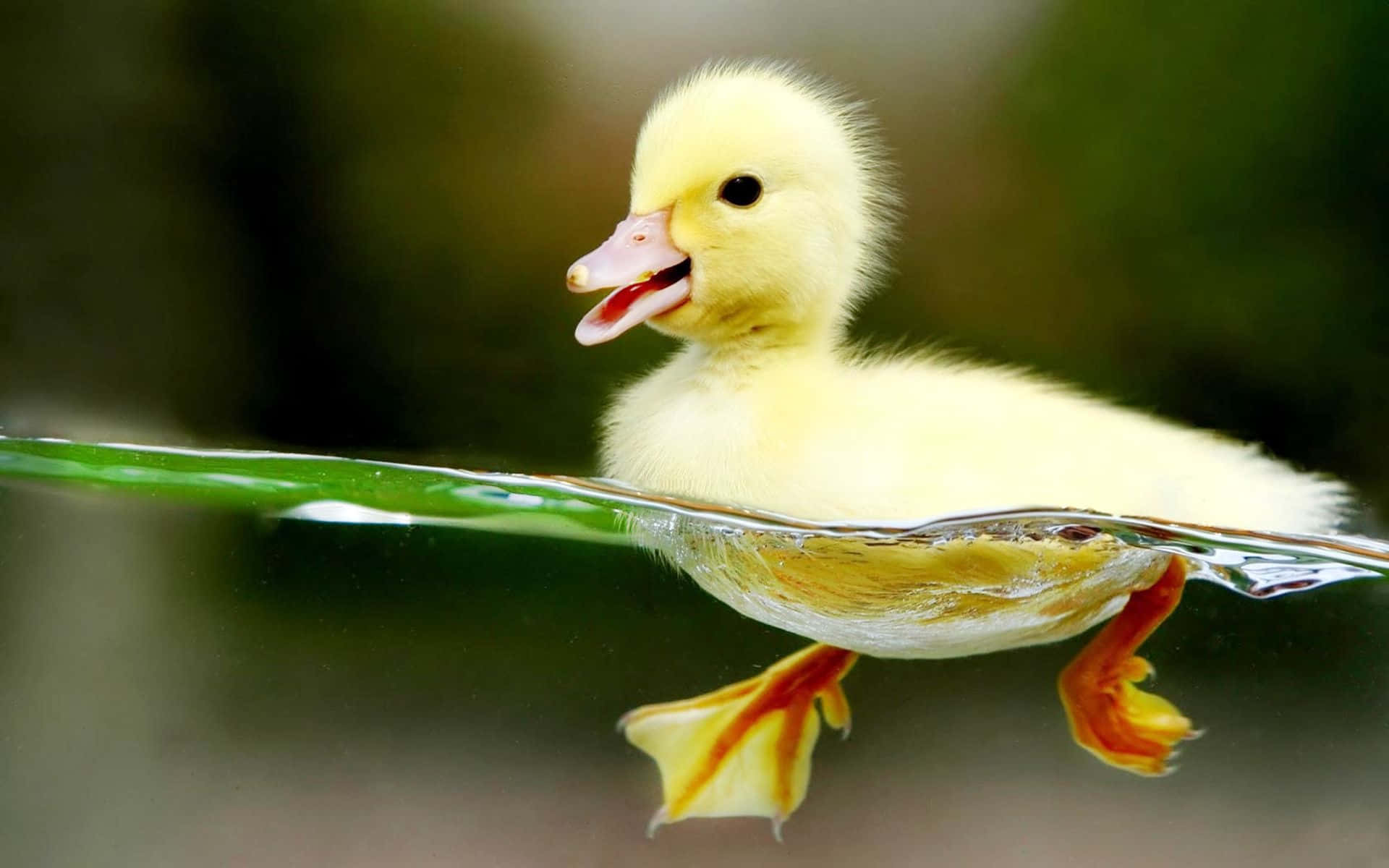 A Small Duck Swimming In Water With Its Mouth Open