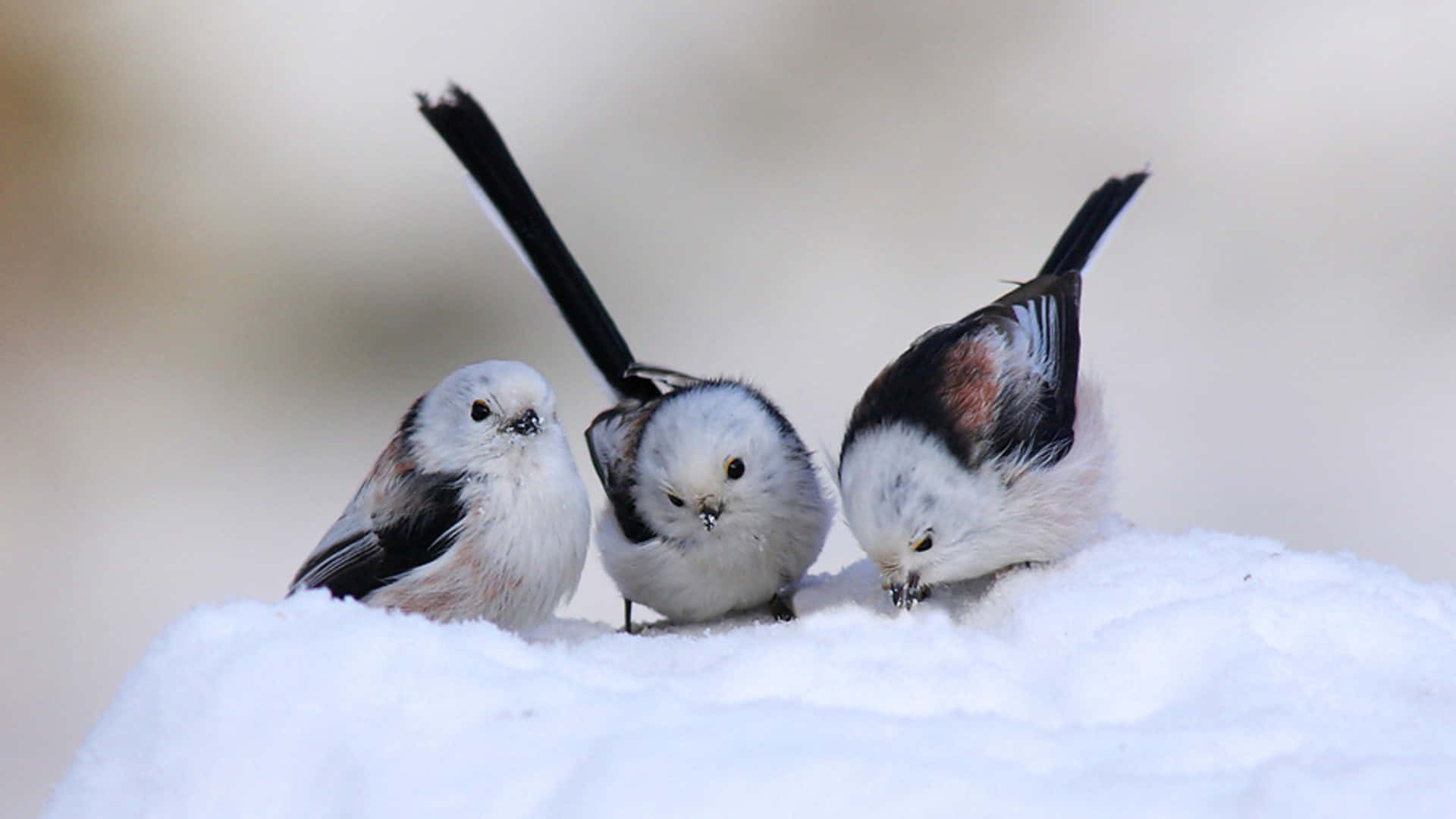 Dreivögel Sitzen Auf Dem Schnee.
