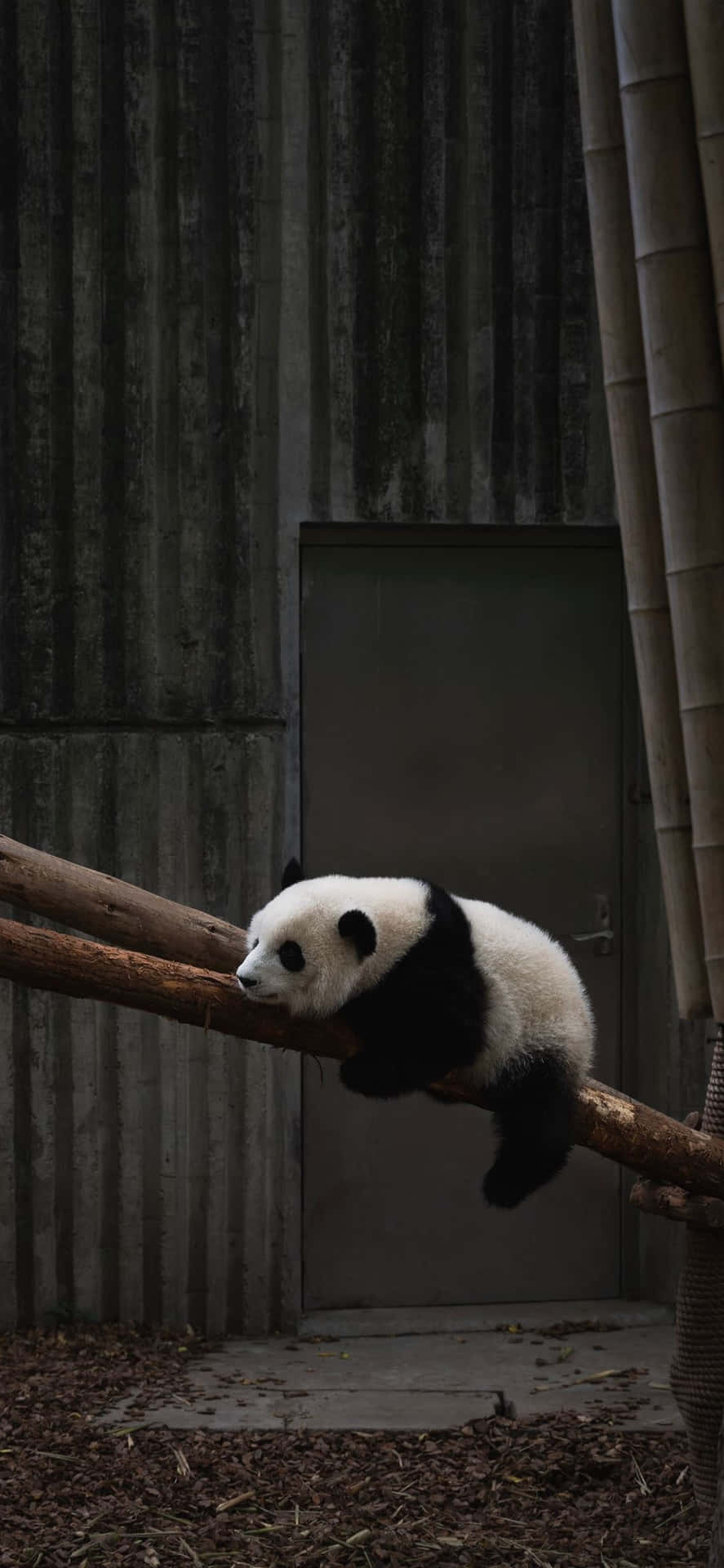 Unoso Panda Está Durmiendo En Una Rama Fondo de pantalla