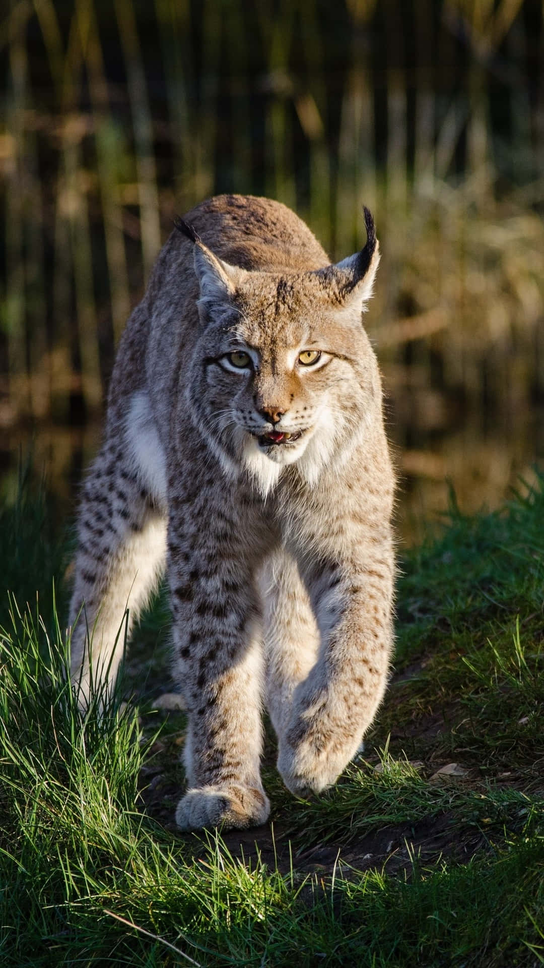Lynx Lynx Lynx Lynx Lynx Lynx Lynx Lynx Wallpaper