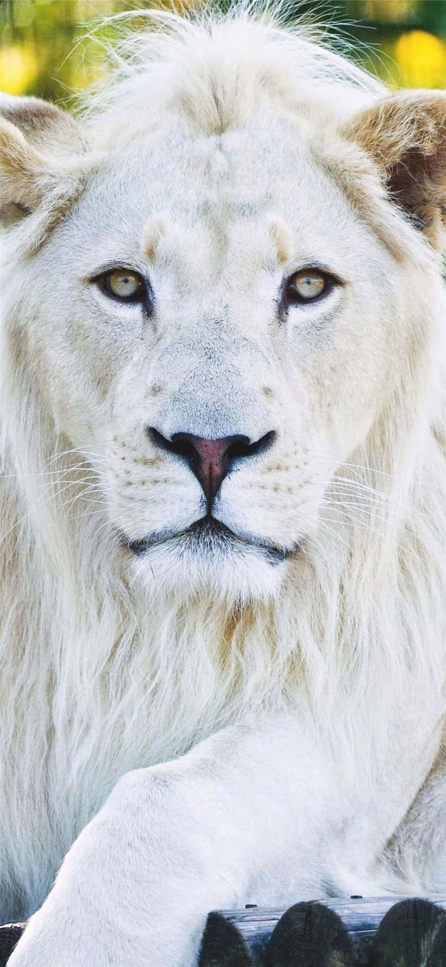 "Enhance your phone experience with this animals iPhone wallpapers" Wallpaper