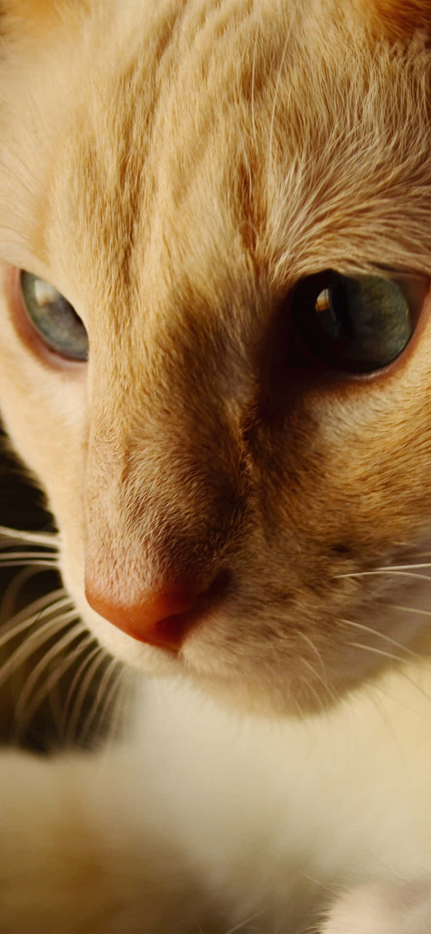 En kat med blå øjne og en lyserød næse Wallpaper