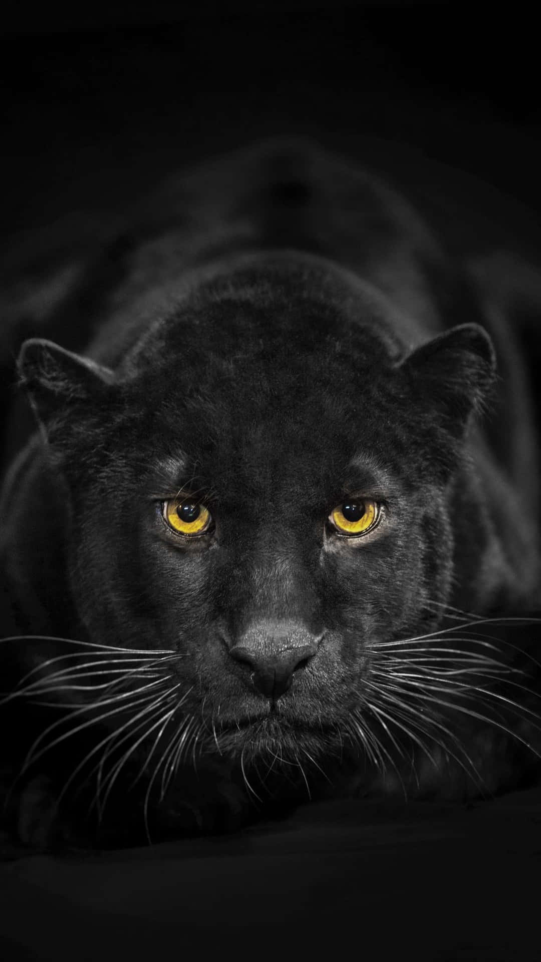 63 MEANINGFUL IPHONE MOBILE WALLPAPERS ARE REPRESE #Animal  #BackgroundsNatural #Black #Color #ip…