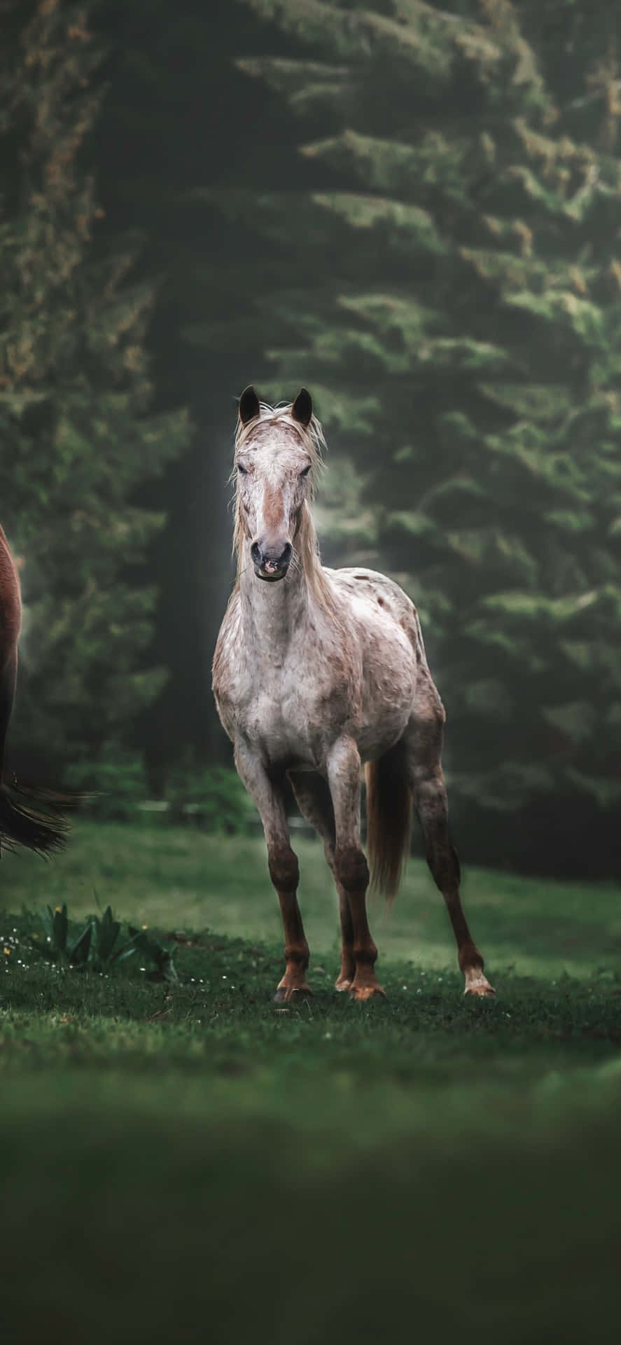 To heste stående i et felt Wallpaper