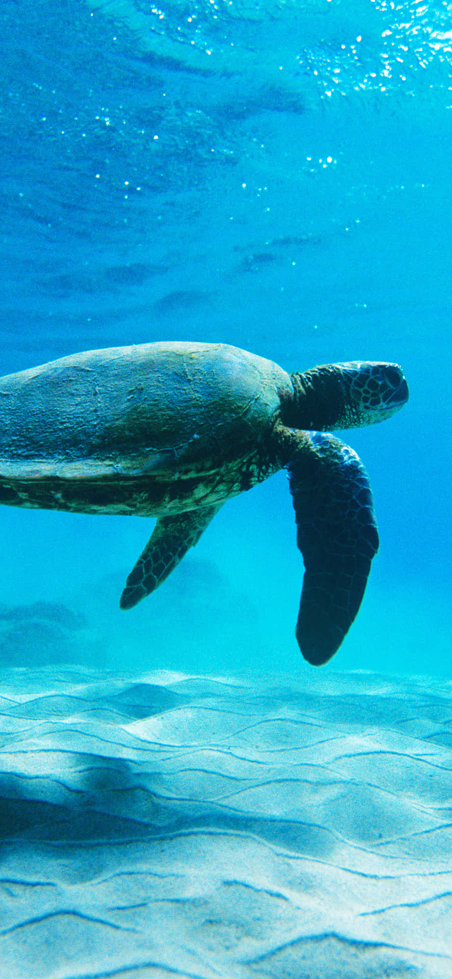 Eineschildkröte, Die Im Ozean Schwimmt Wallpaper