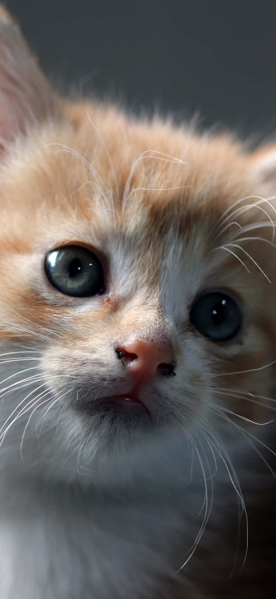 A Close Up Of An Orange Kitten Looking At The Camera Wallpaper