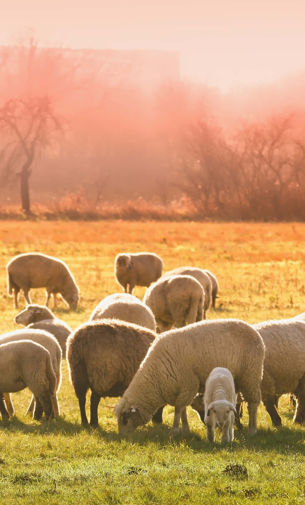 A Group Of Sheep Grazing In A Field Wallpaper