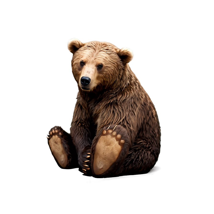 Animated Bear Png 29 PNG