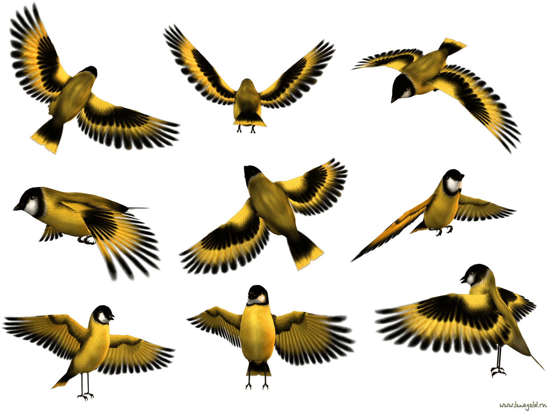 Animated Birds In Flight PNG