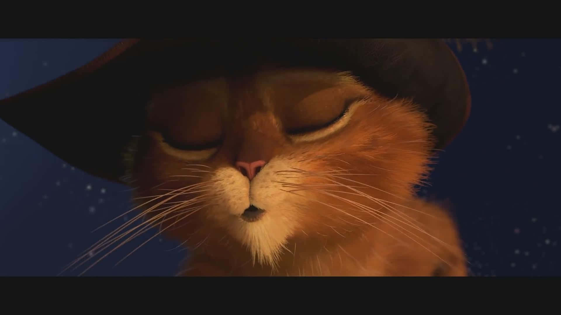Animated Cat Disgusted Expression Wallpaper