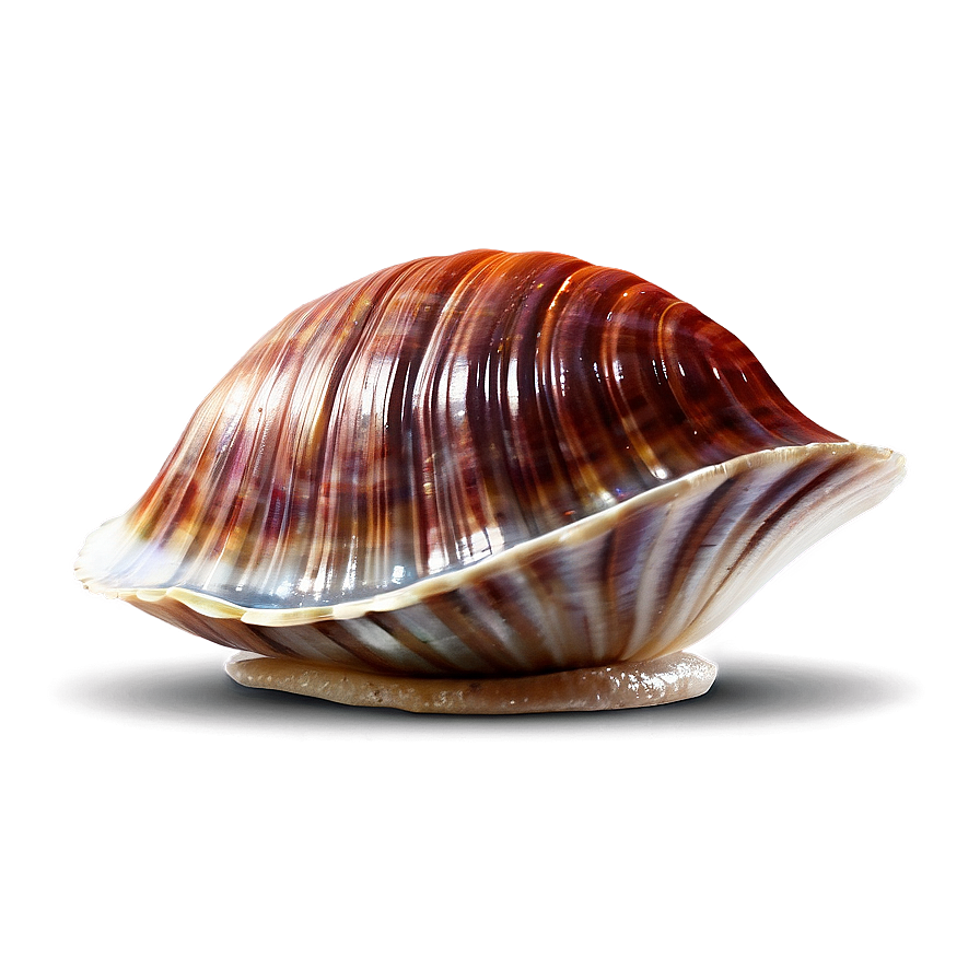 Animated Clam Character Png 05242024 PNG