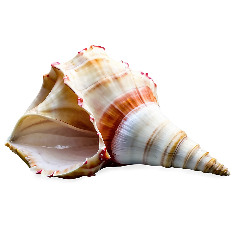 Animated Conch Shell Png 06132024 PNG