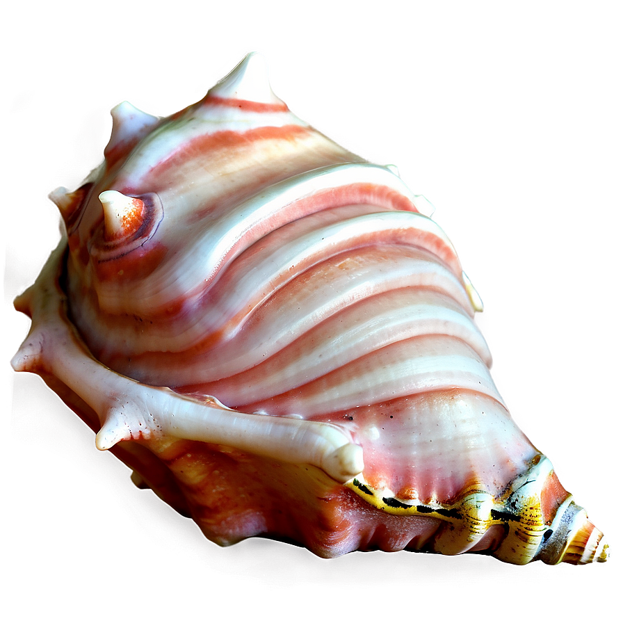 Animated Conch Shell Png 48 PNG