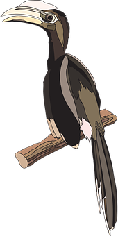 Animated Hornbill Perchedon Branch PNG
