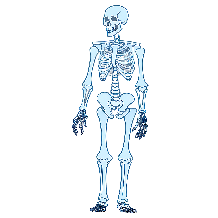 Animated Human Skeleton Png 22 PNG