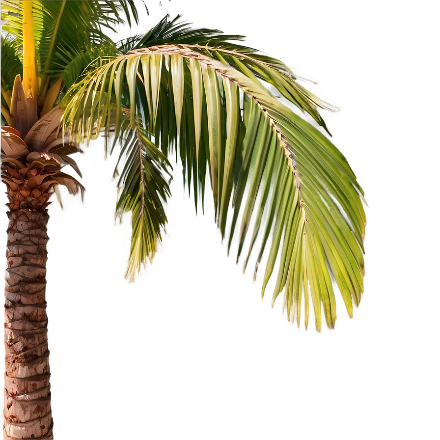 Animated Palm Trees Png Edj87 PNG