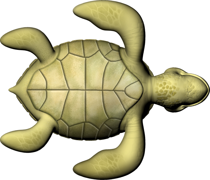 Animated Sea Turtle Graphic PNG