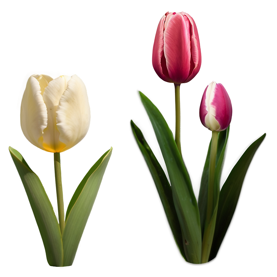 Animated Tulip Png Jku PNG