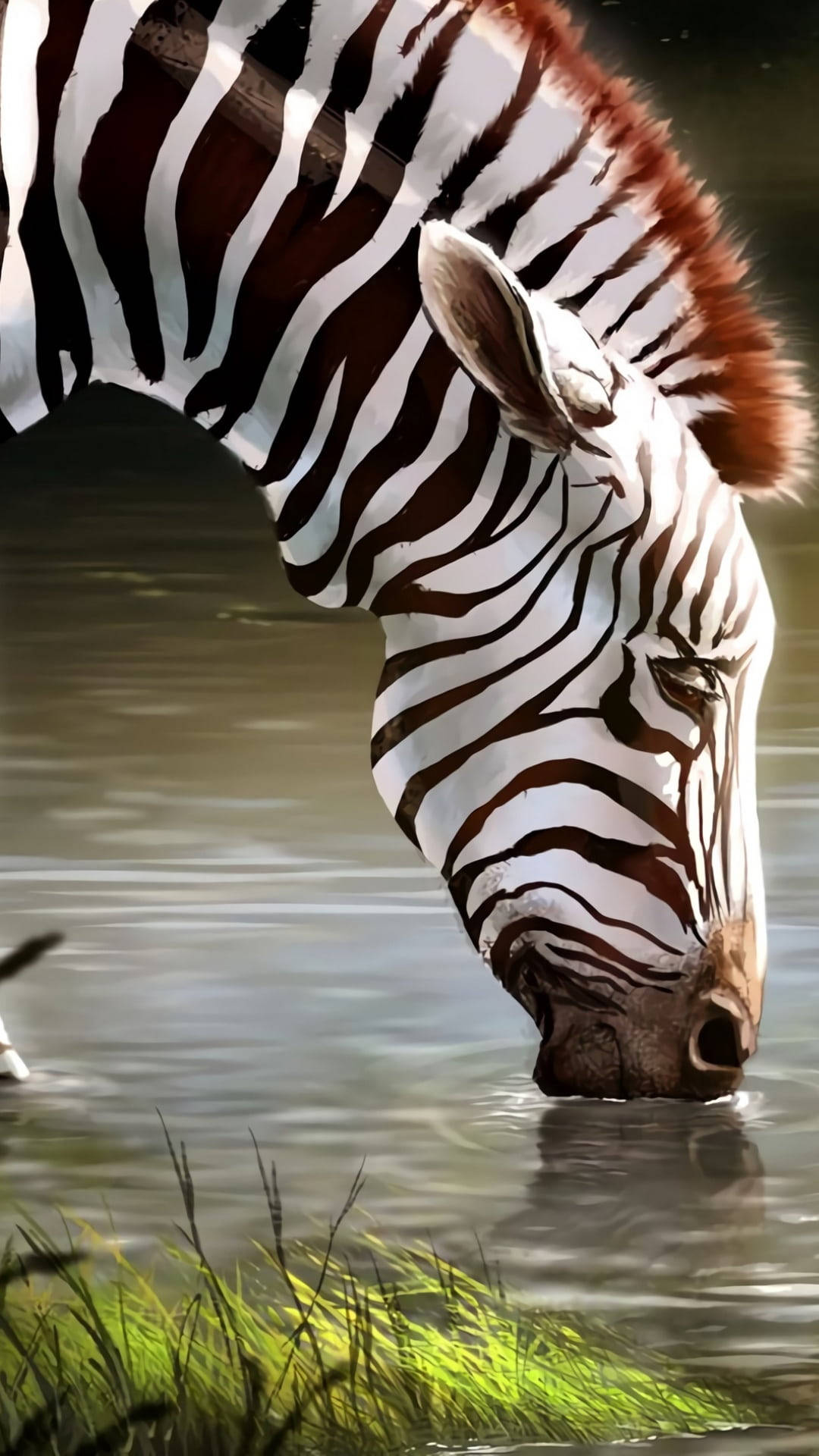 Animated Zebra Drinking Water Wallpaper