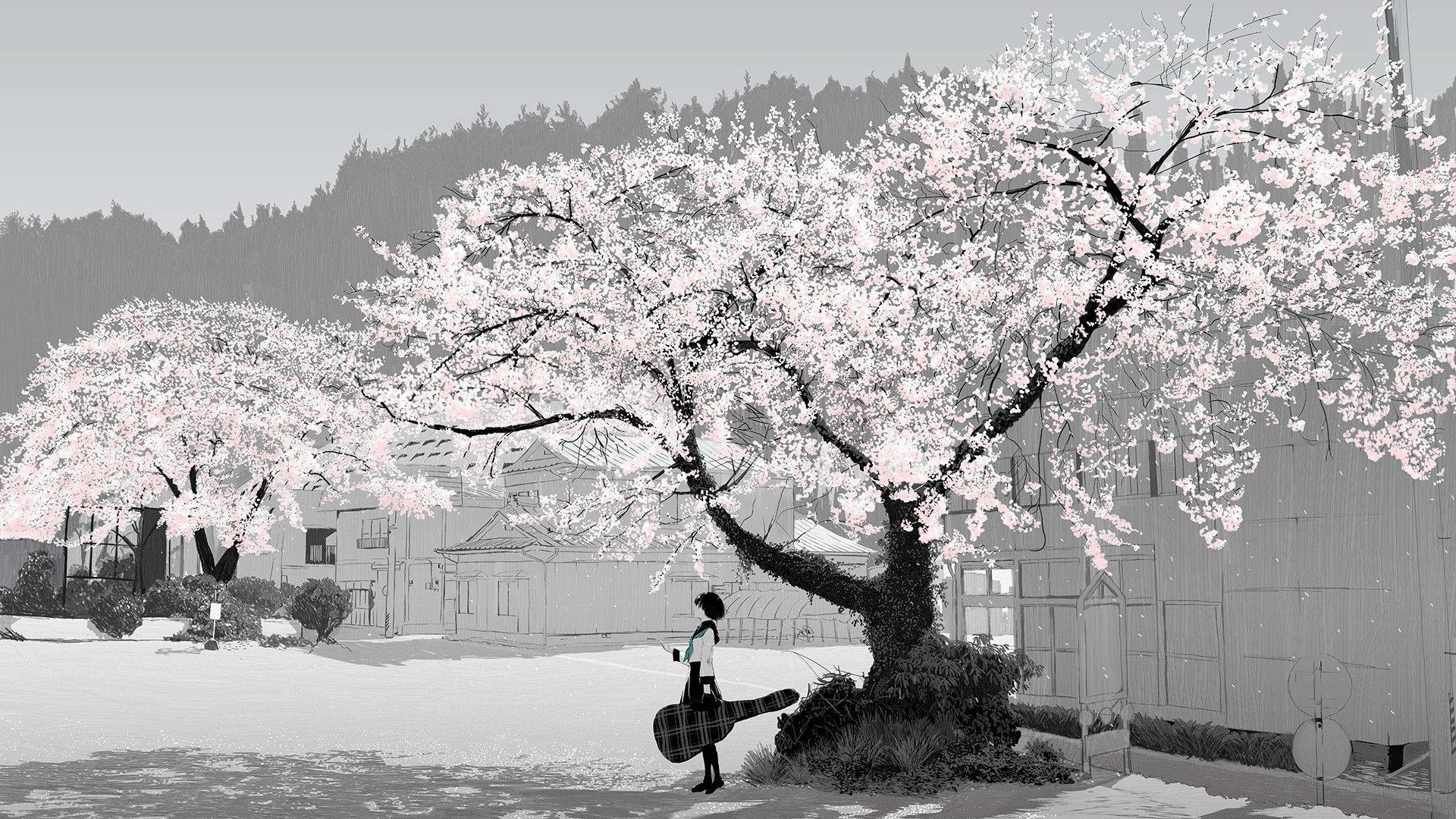 Animation Black And White Anime Girl Cherry Blossom Tree Wallpaper