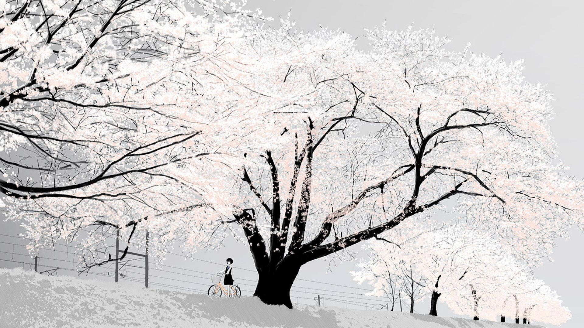 Animation Black And White Anime Girl With Bike Cherry Blossom Background
