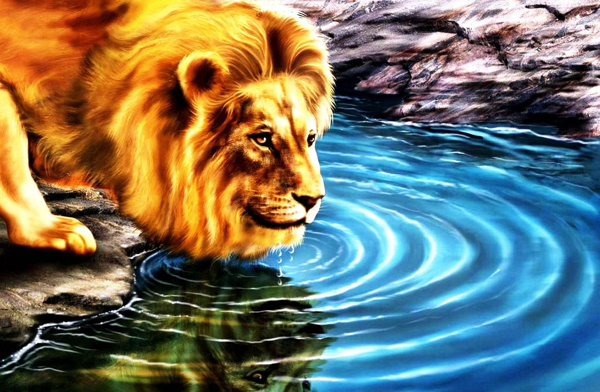 Animation Of Lion Drinking Water Wallpaper
