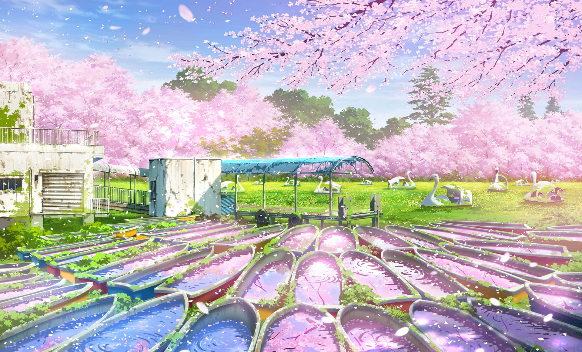 Animekörsbärsblommor Bakgrund I Inokashira Park