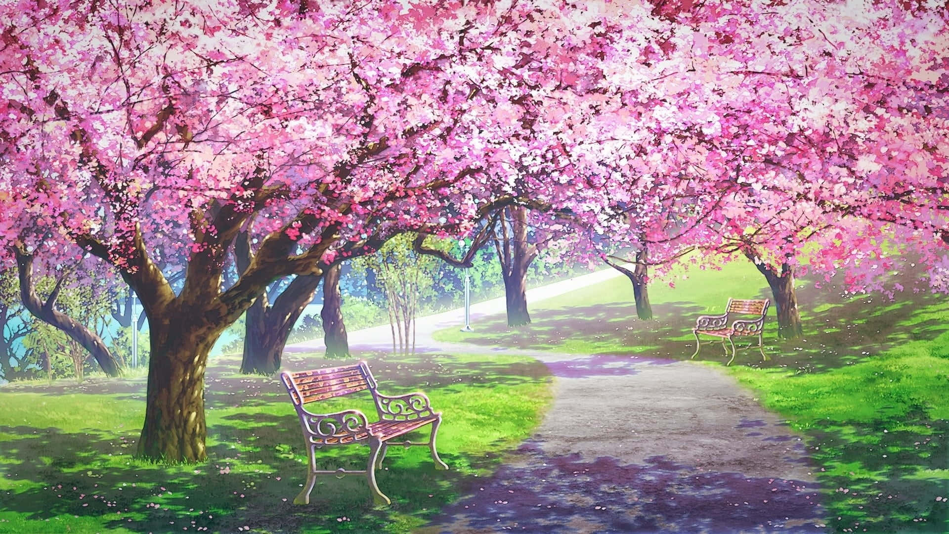 Anime Cherry Blossom Road Benches Background
