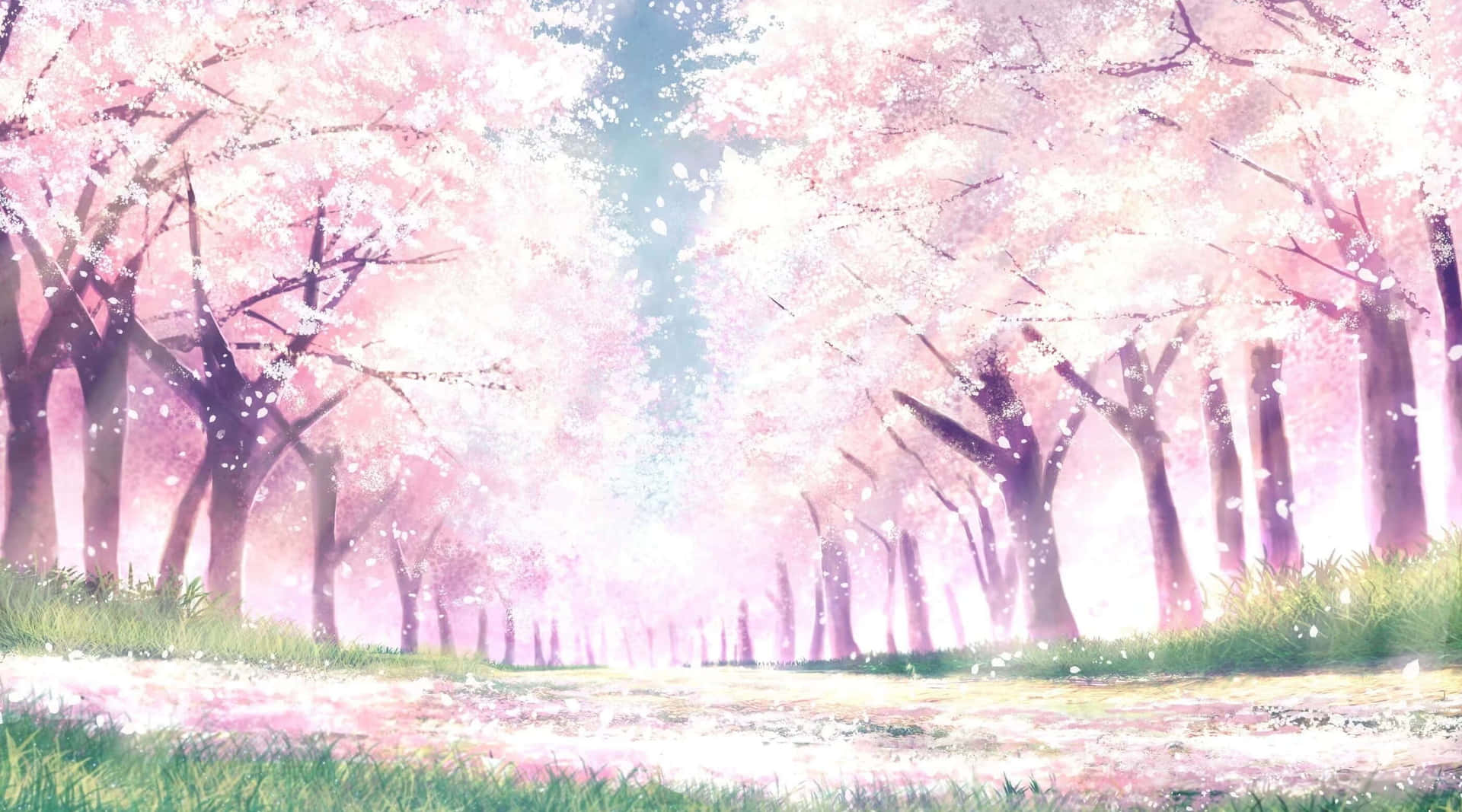 Anime Cherry Blossom Green Grasses Background