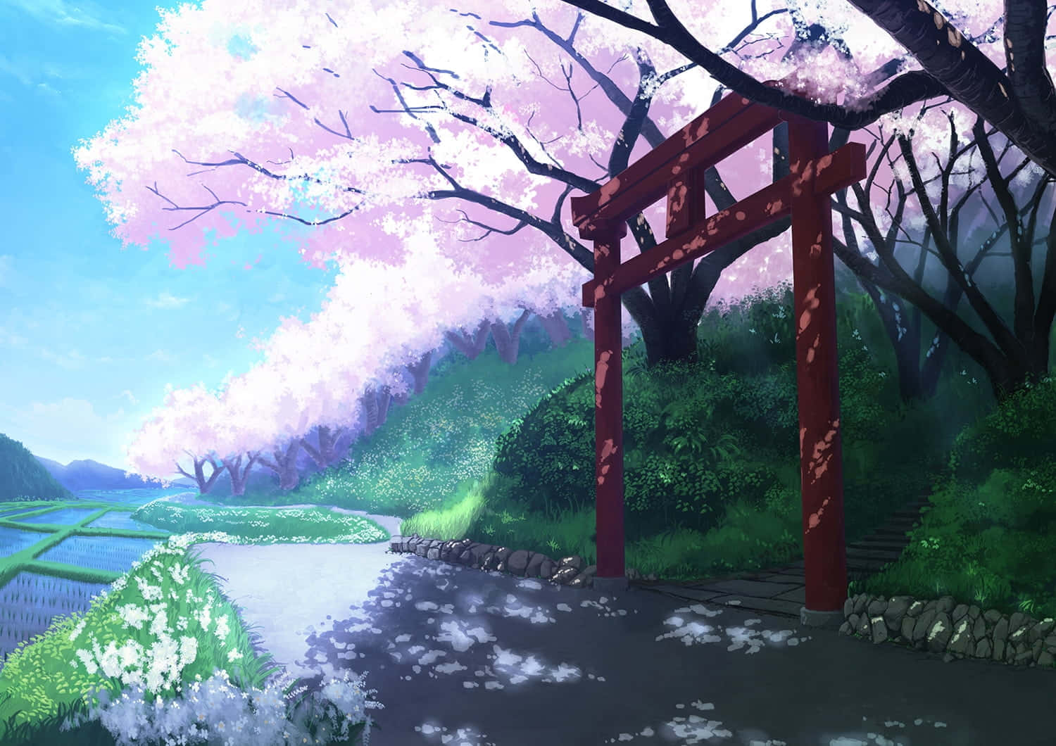 Anime Cherry Blossom Rice Plantation Background