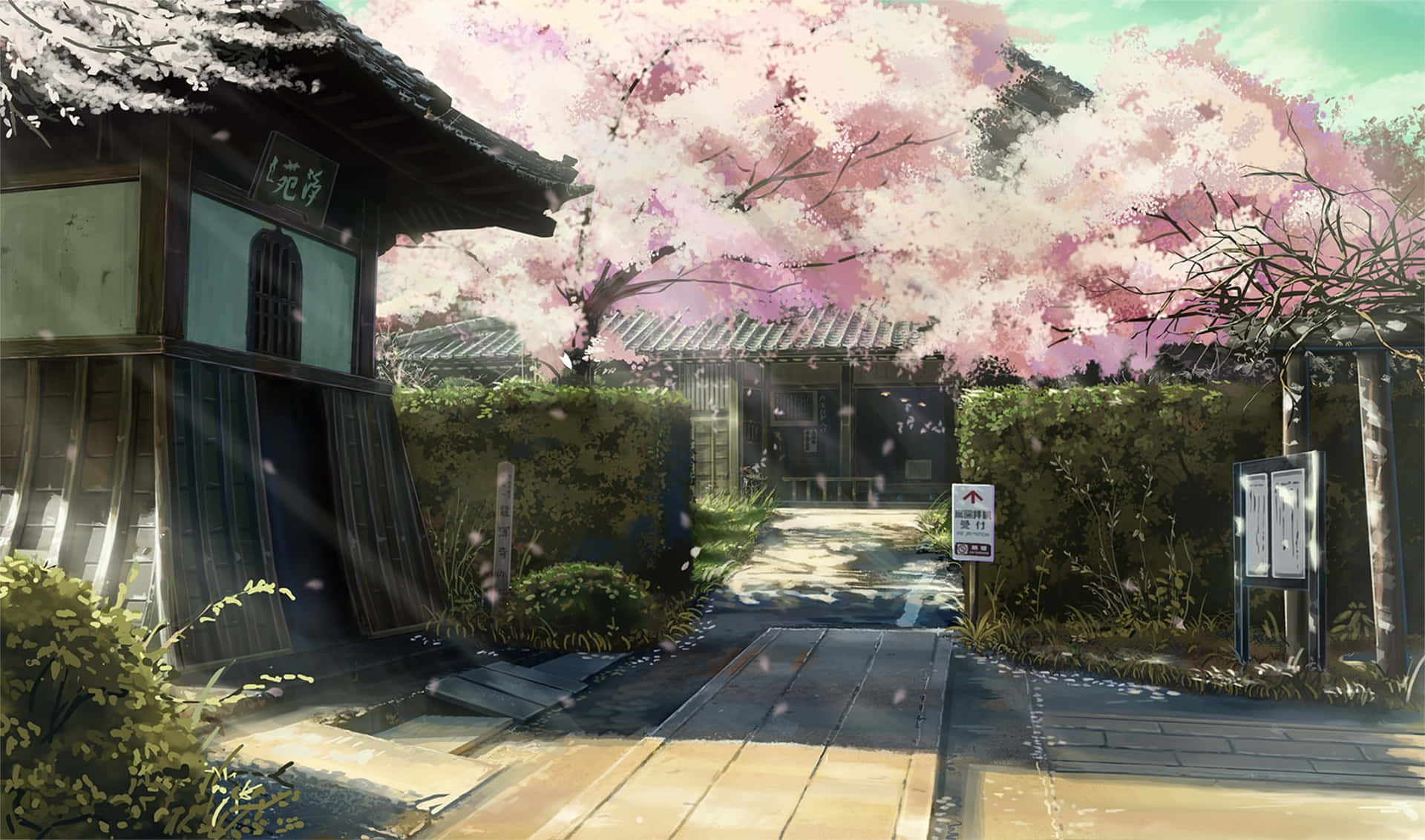 Anime Cherry Blossom Entrance Background