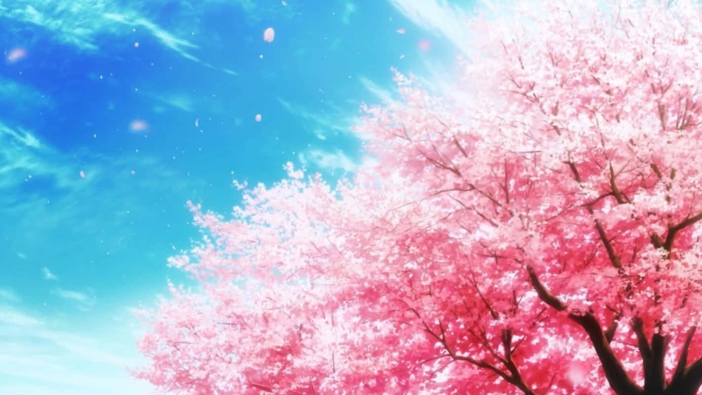 Anime Cherry Blossom Blue Sky Background