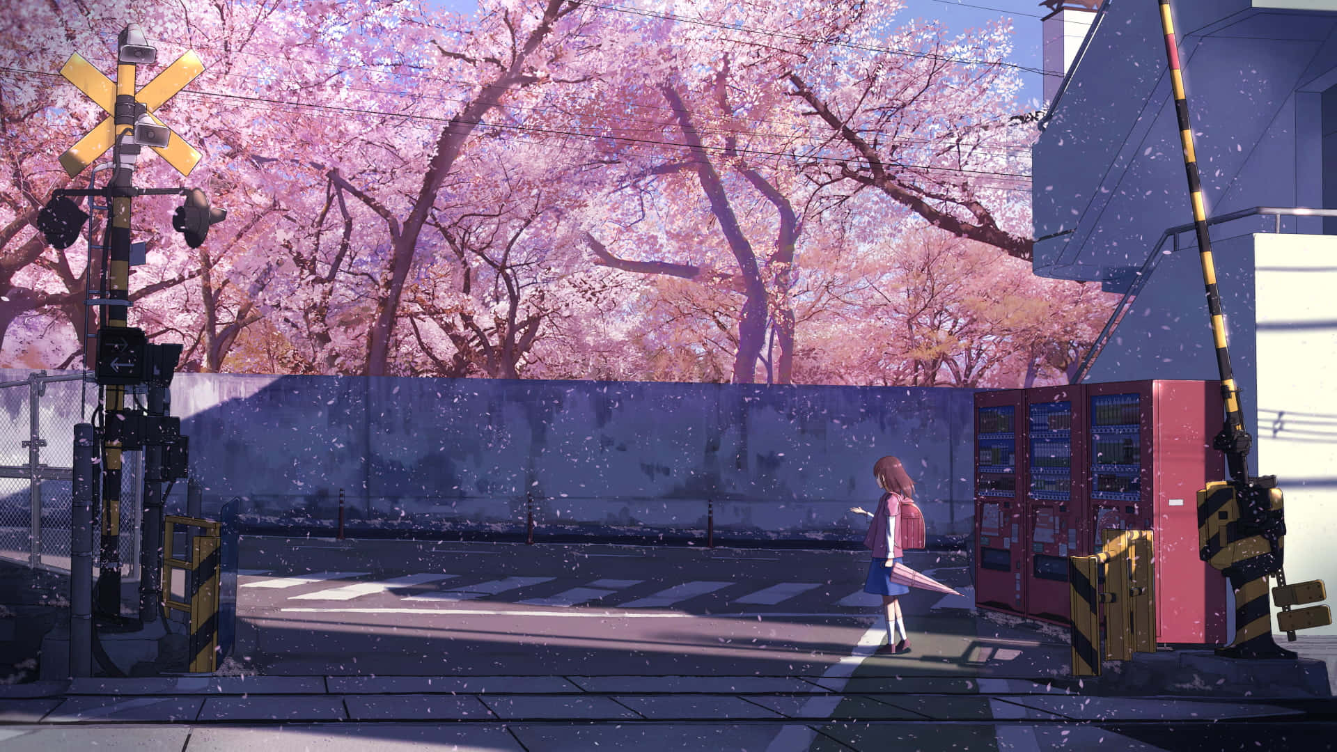 Fondode Pantalla De Una Chica De Anime Caminando Entre Cerezos En Flor.
