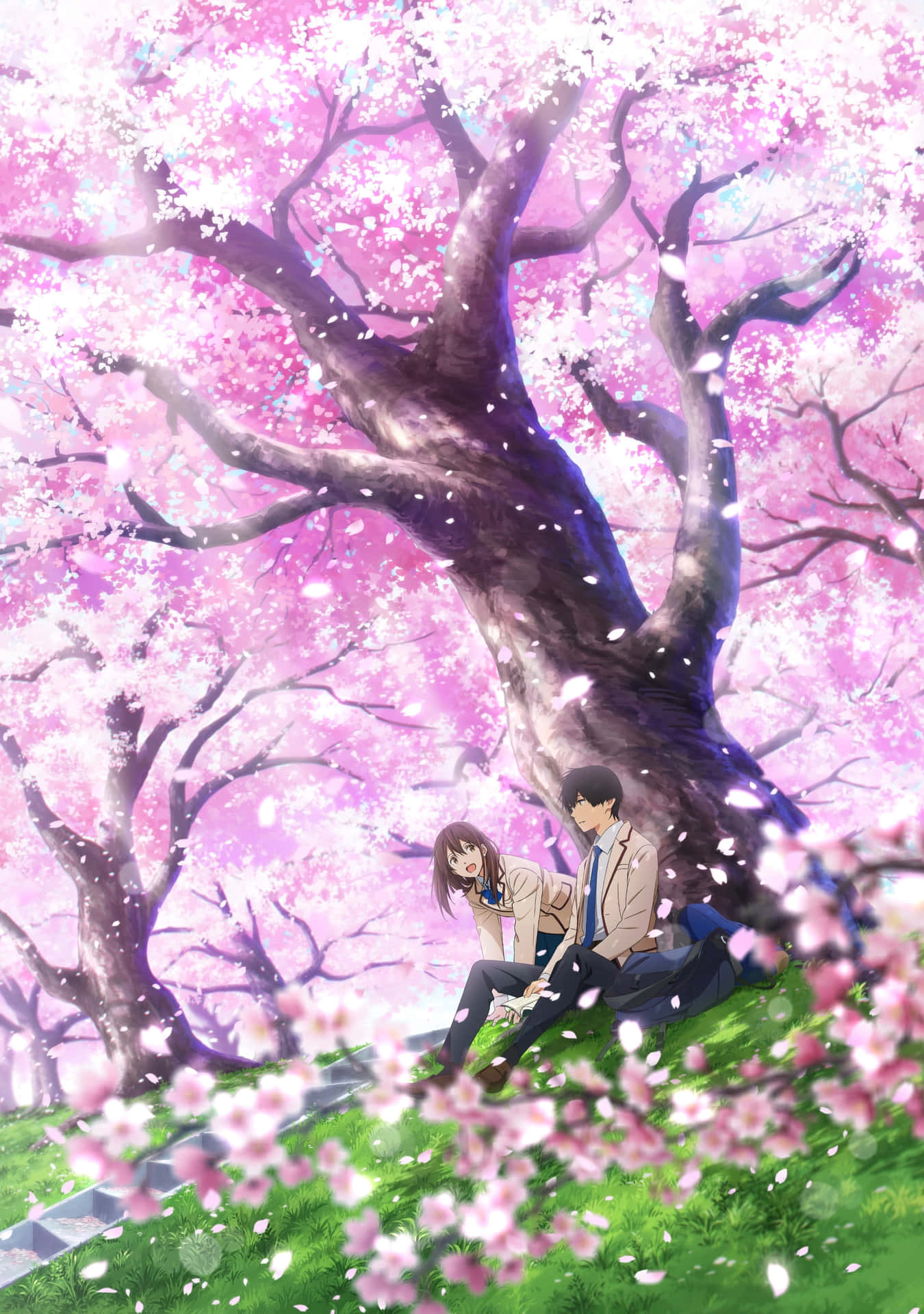 Anime Cherry Blossom Eat Your Pancreas Background