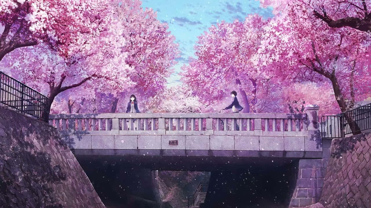 Anime Cherry Blossom Bridge Scene Wallpaper