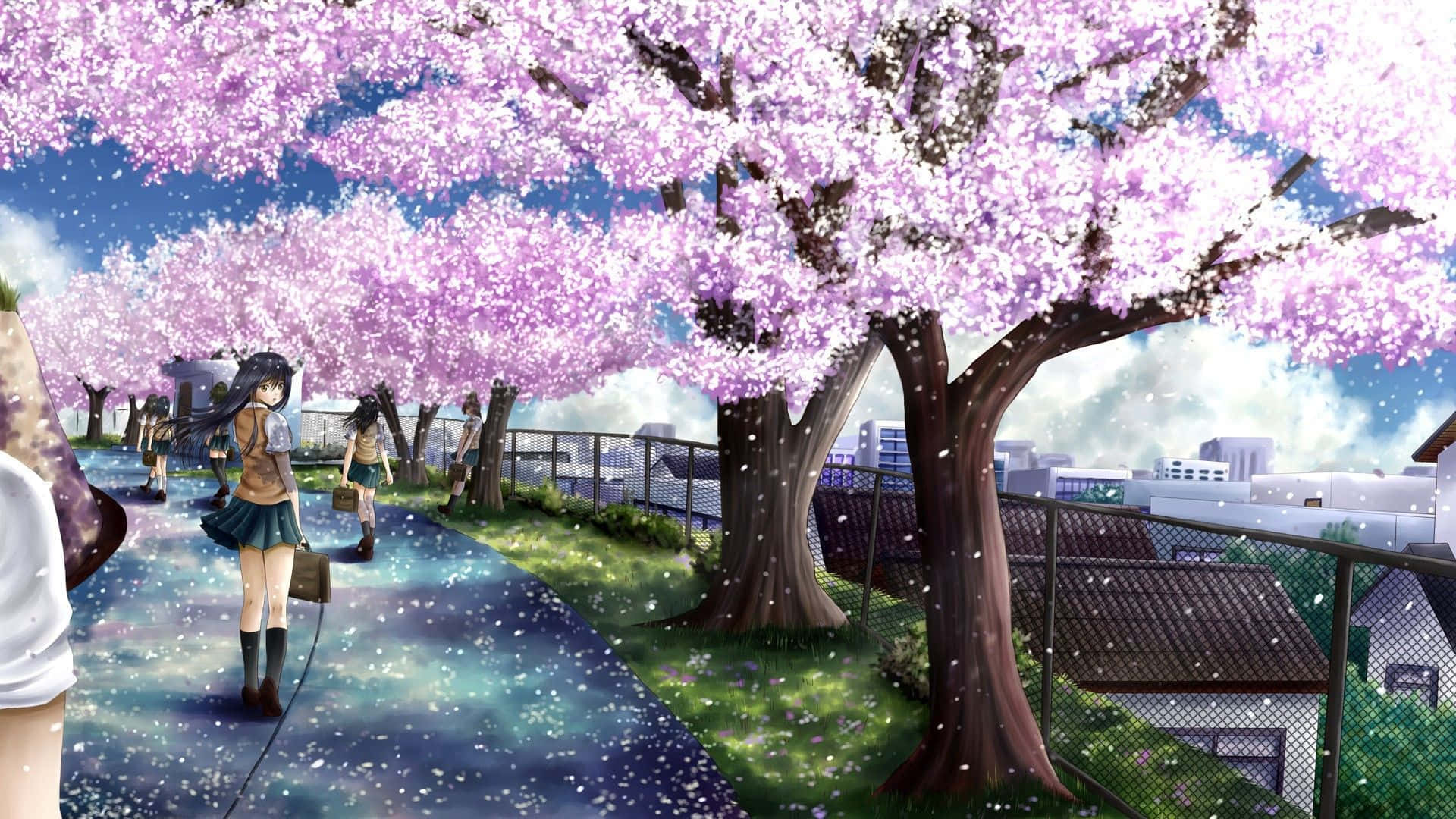 Anime Cherry Blossom Path Wallpaper