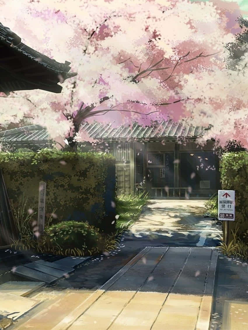 Anime Cherry Blossom Pathway Wallpaper