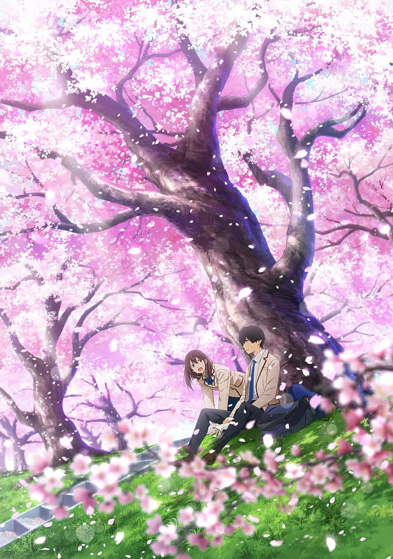 Anime Cherry Blossom Romance Wallpaper