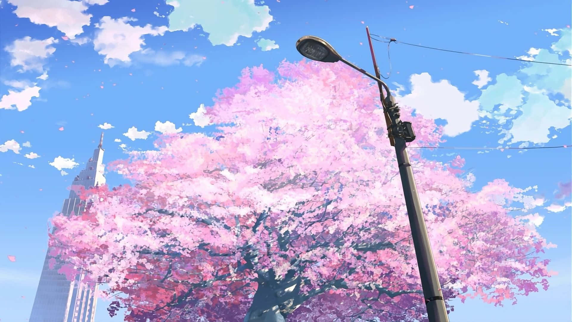 Anime Cherry Blossom Scenery Wallpaper