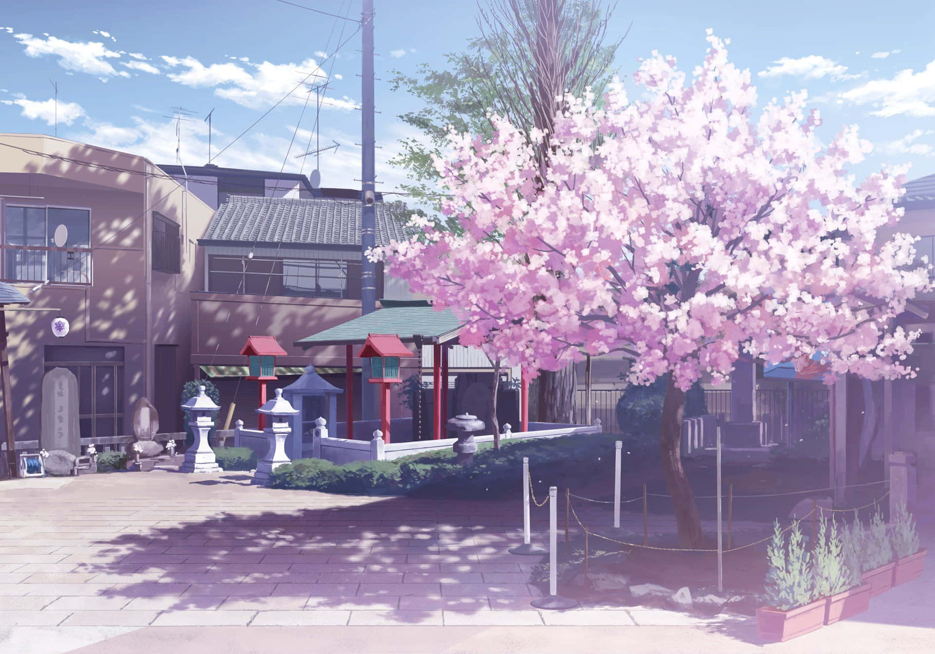 Anime Cherry Blossom Scenery Wallpaper