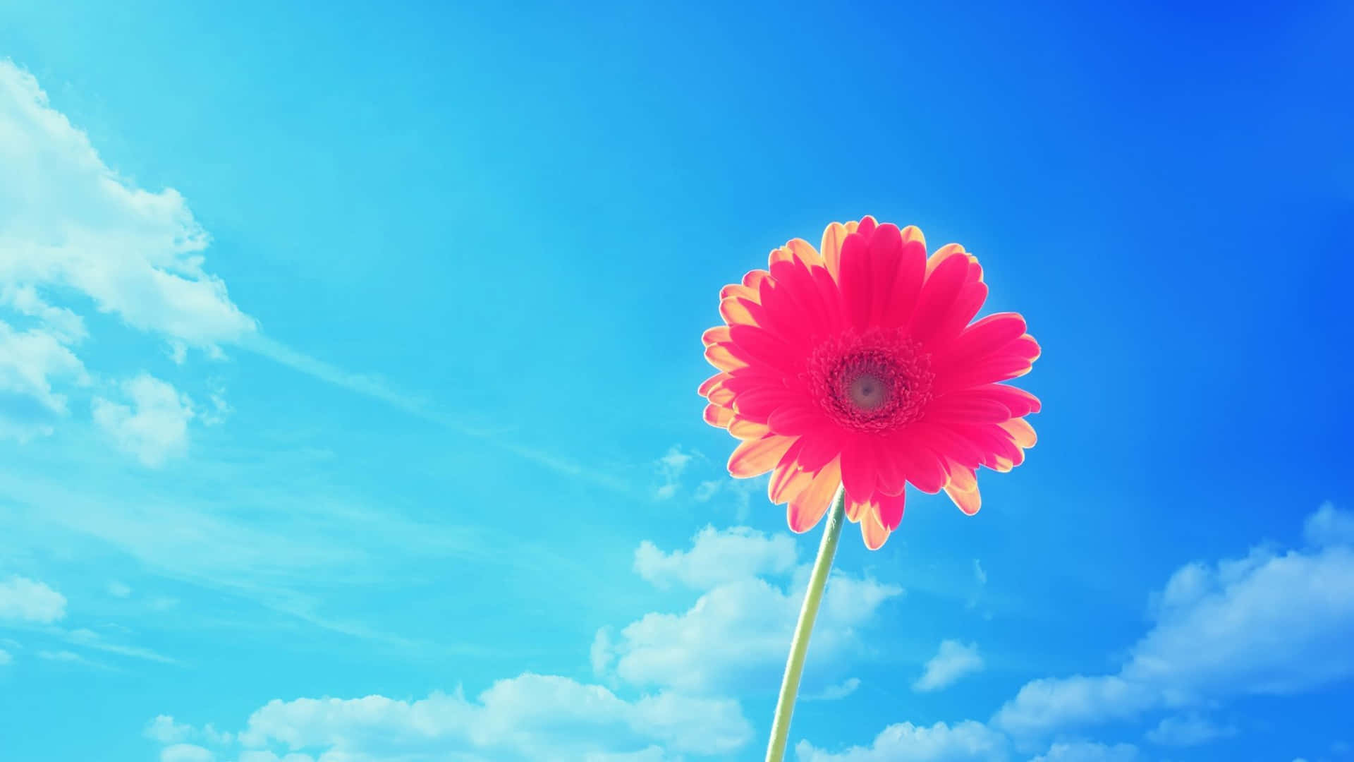 Et enkelt rødt blomst står mod den blå himmel Wallpaper