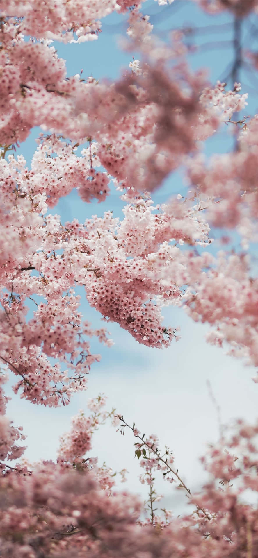 Einrosa Kirschblütenbaum Wallpaper