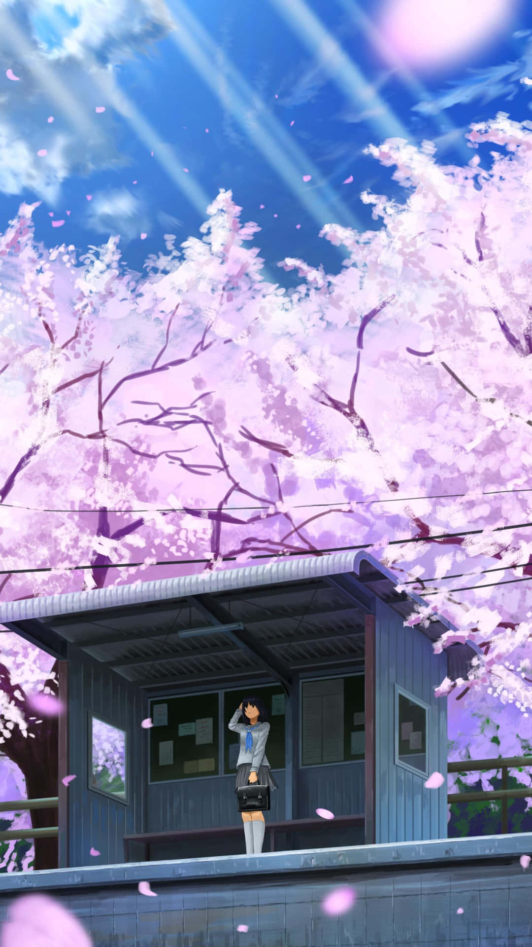 Anime Girl Under Cherry Blossoms Wallpaper