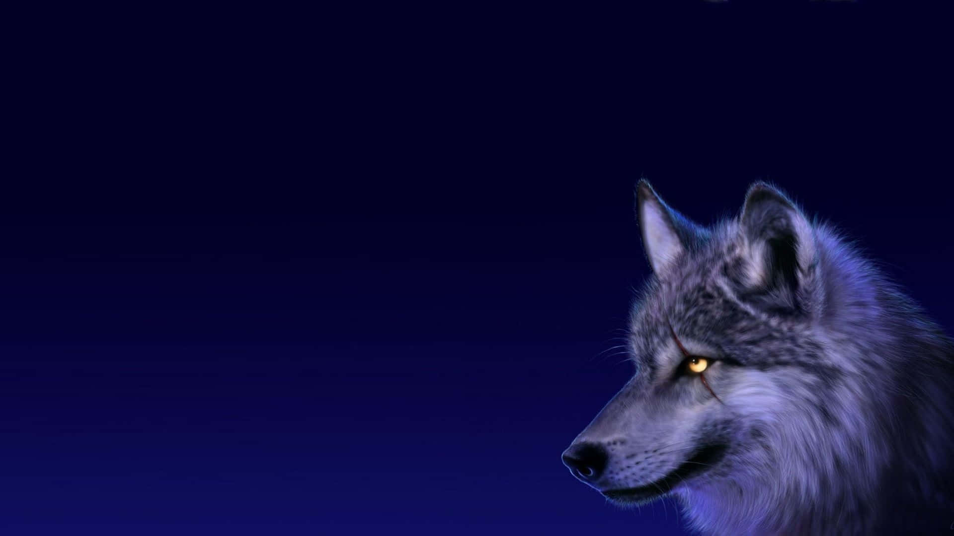 Wolfsbilderwolfsbilder Wallpaper