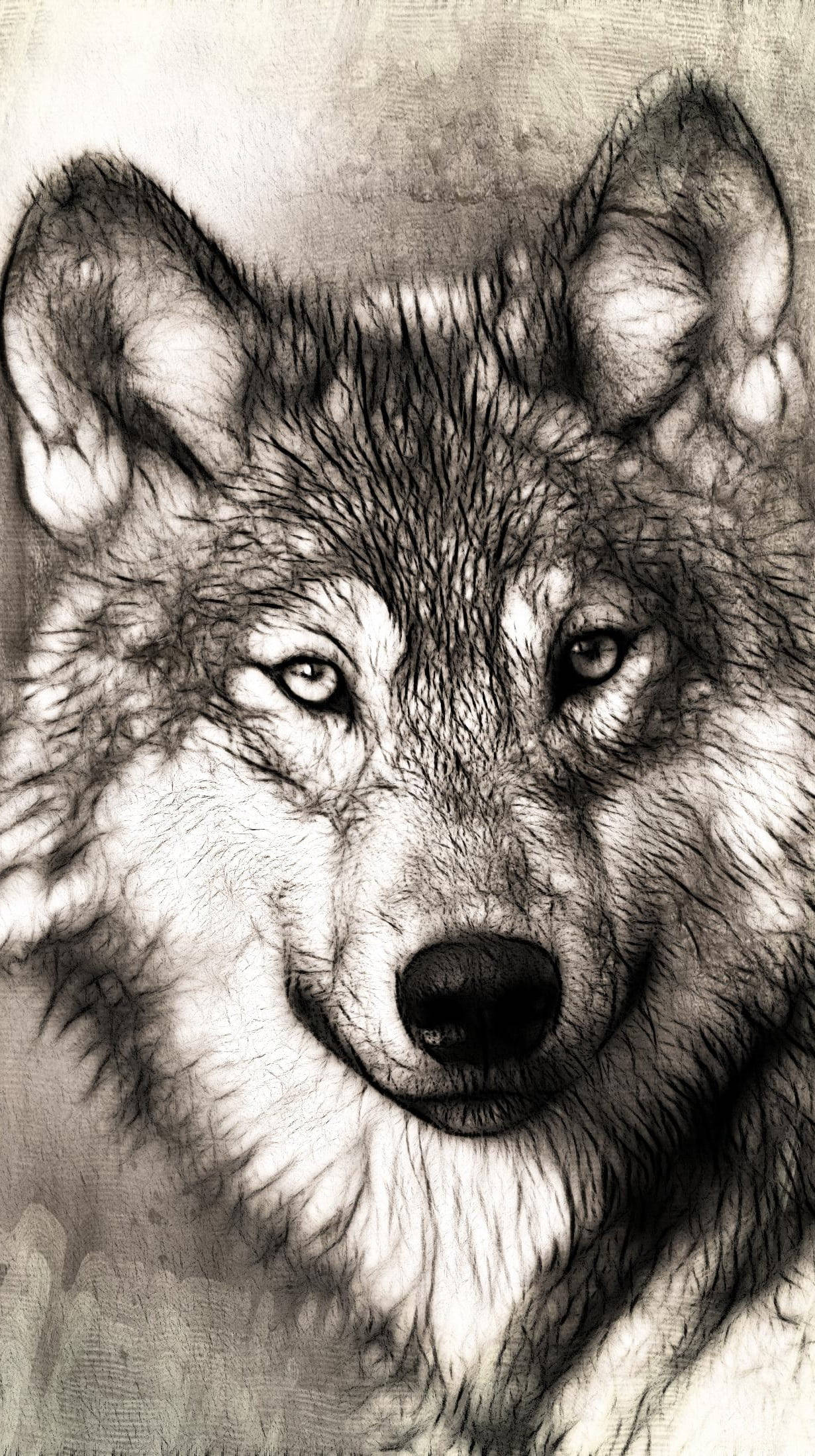 Anime Wolf Gray And White Wallpaper